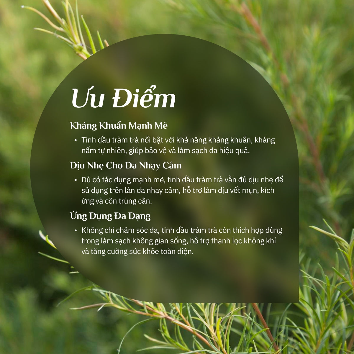 Tinh Dầu Tràm Trà Nguyên Chất 100%