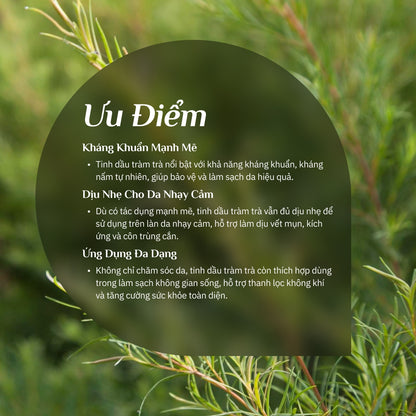 Tinh Dầu Tràm Trà Nguyên Chất 100%